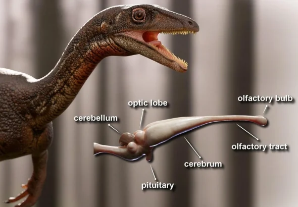 iakyi-buv-nairozumnishyi-dynozavr-troodon-lidyruie-za-mozkom-036d