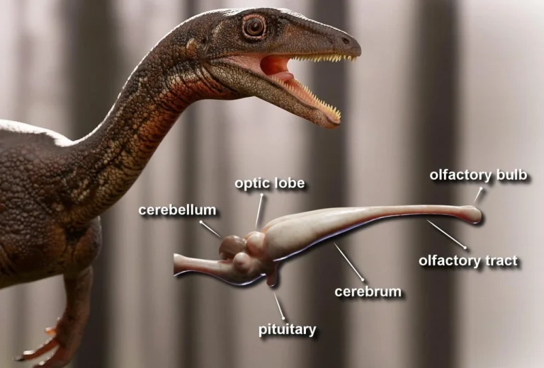 iakyi-buv-nairozumnishyi-dynozavr-troodon-lidyruie-za-mozkom-036d
