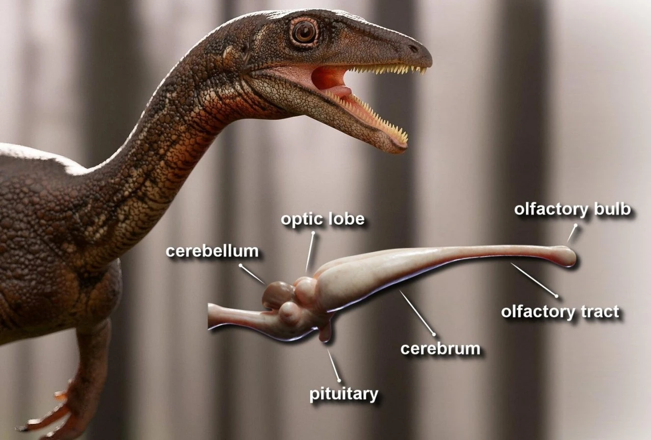 iakyi-buv-nairozumnishyi-dynozavr-troodon-lidyruie-za-mozkom-036d